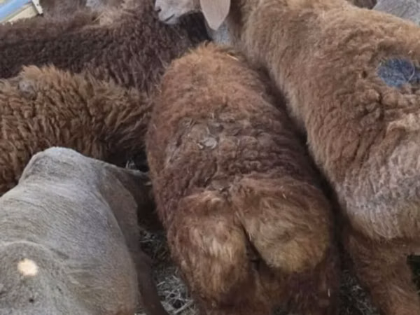 Ovca, Tian-Shan semifinewool sheep — Киргистан
