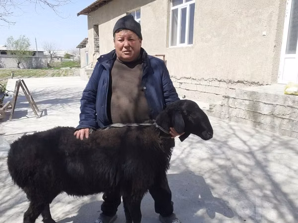 Ram, Sheep — Uzbekistan
