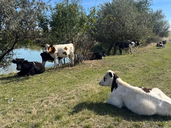 Bull, Cattle — Moldova