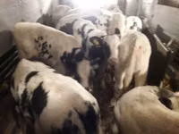Sapi (batch, jenis kelamin tidak disebutkan), Russian Black pied cattle — foto 7