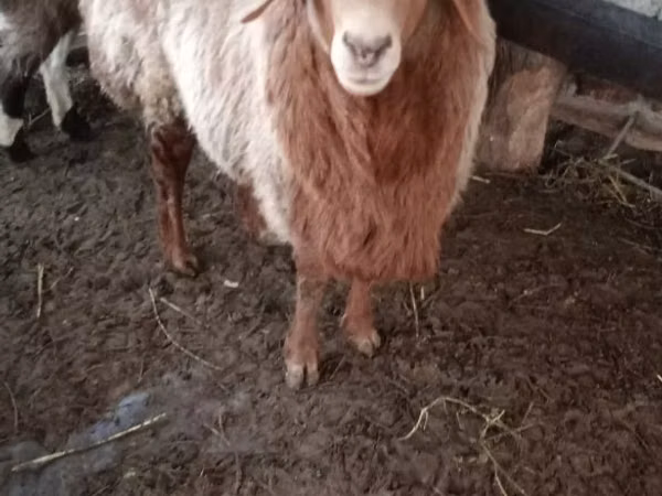 Ram, Sheep — Uzbekistan