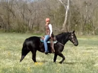 Kuda betina, Percheron — foto 3