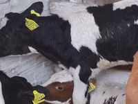 Boğa, Russian Black pied cattle — foto 1