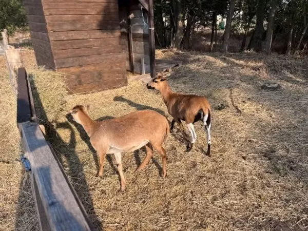 Koza, Kozy — Maďarsko