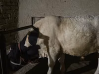 公牛, Simmental cattle — 照片 3