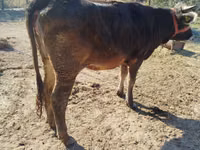İnək, Swiss cattle — foto 4