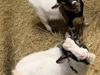 Goat, Goats — photo 3