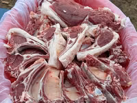 قوچ, گوسفند — عکس 5