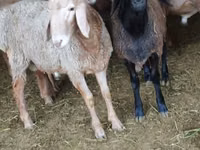 የጎትት አውራ በግ, Sheep — ፎቶ 4