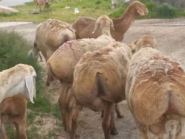 Biri-biri betina, Sheep — Uzbekistan