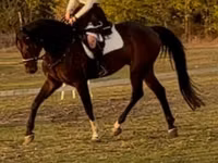 اسب نر, Hanoverian — عکس 2