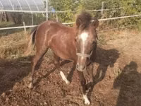 Kuda betina, Horses — foto 2