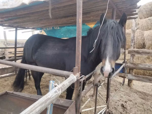 Horse (M), Horses — Kazakhstan