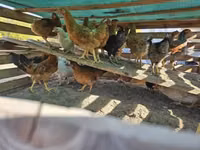 Chickens — عکس 4