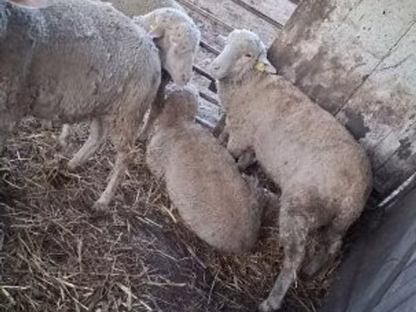 Sheep, Sheep