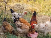 Chickens — ছবি 5