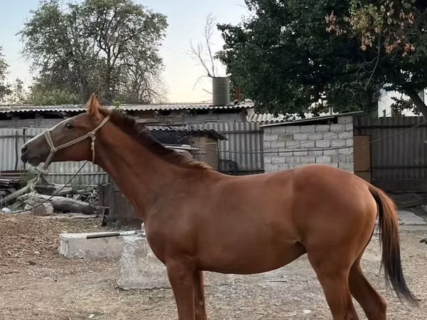 اسب نر, Kazakh horse