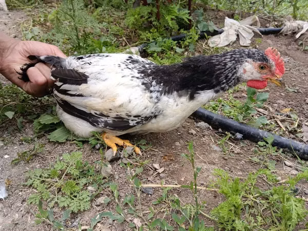 Chickens — آذربائیجان
