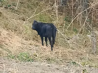 Cattle (batch, sex not specified), Aberdeen-Angus — photo 2