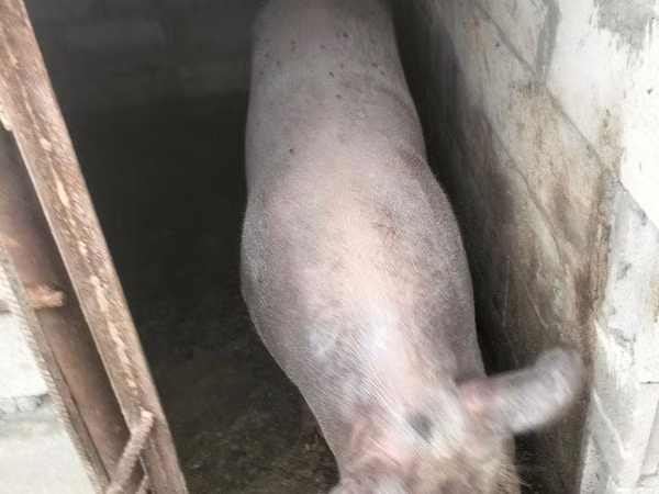 Vepar, Свиње — Молдавија