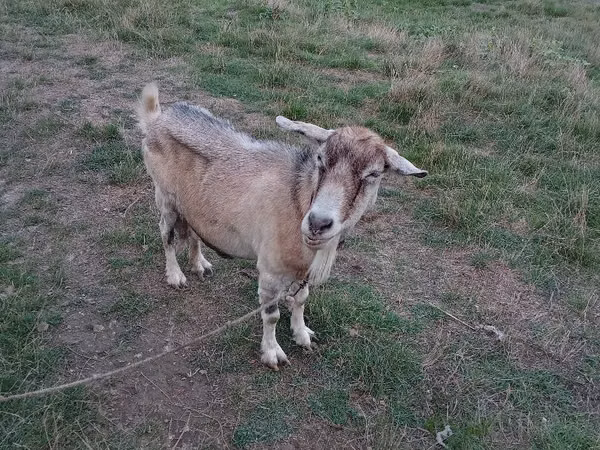 Goat, Goats — Moldova