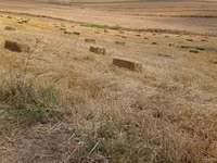 Saman balyaları – düzbucaqlı pres - Yeni biçindən toplanmış, quru və — foto 1
