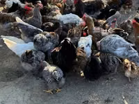 Chickens — تصویر 1