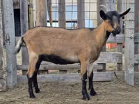 بز ماده, Alpine goat — عکس 3