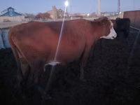 Cow, Latvian Blue cattle — photo 2