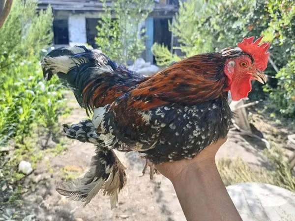 Chickens — উজবেকিস্তান