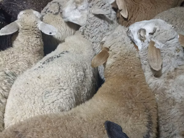 قوچ, گوسفند