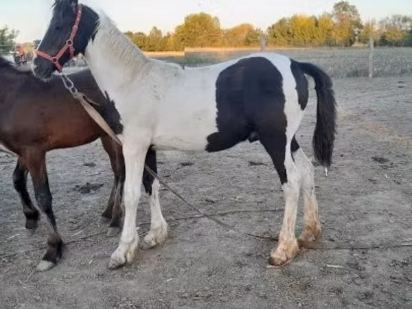 घोड़ा, Friesian — हंगरी