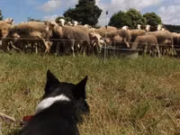 Koyun, Lacaune sheep — foto 4