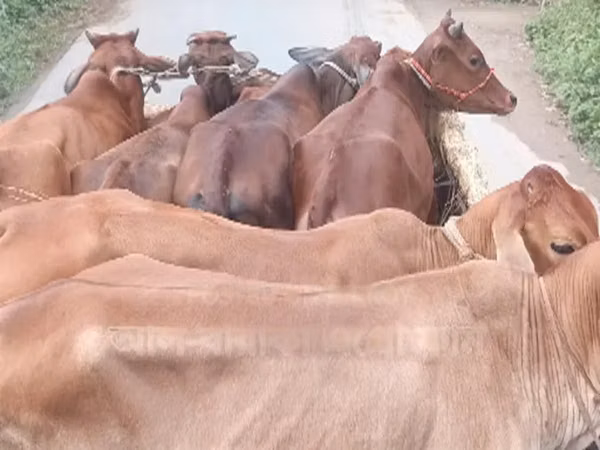 ላም, Simmental cattle
