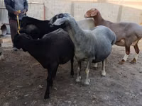 Ոչխար, Ոչխարներ — լուսանկար 2