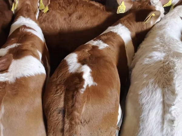 Говеда (партида, пол не е посочен), Simmental cattle