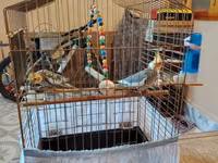 Nimfa (cockatiel) cütü və qəfəslə birlikdə komplekt. - 2 ədəd nimfa — φωτογραφία 2