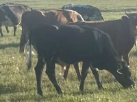 सांड, मवेशी — फ़ोटो 5