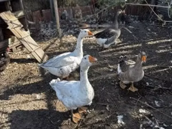 Geese — Węgry