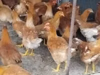 Chickens — عکس 2