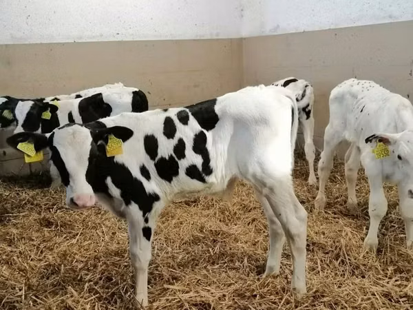 Bull, Russian Black pied cattle — Poland