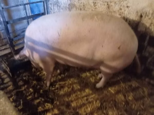 Babi hutan,  — Hungary