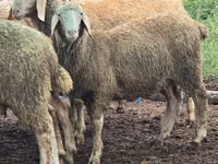 Sheep, Sheep — photo 4