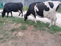 Cow, Cattle — photo 3
