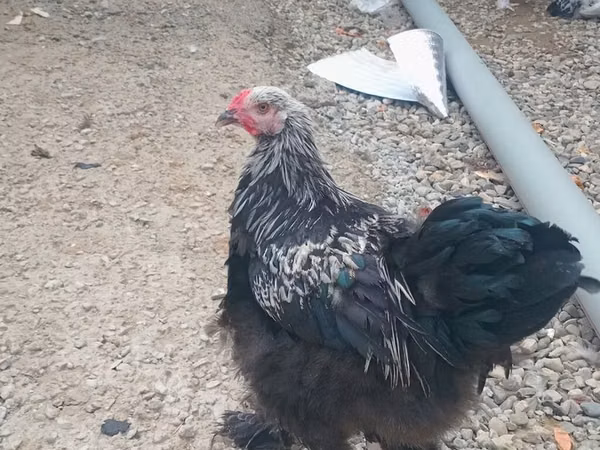 Brahma