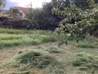 БЕСПЛАТНО!!! Чопту чаап берсениздер бесплатно берем чопту Сено из — Foto 2