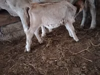 İnek, Sığır — foto 1