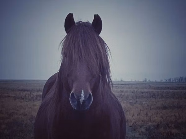 घोड़ा, Kazakh horse — कज़ाखस्तान