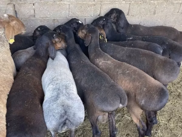 Ram, Sheep — Kazakhstan