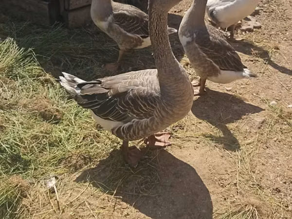 Geese — جمهوری آذربایجان